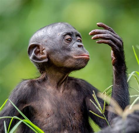 chimpanzé pigmeu do zaire